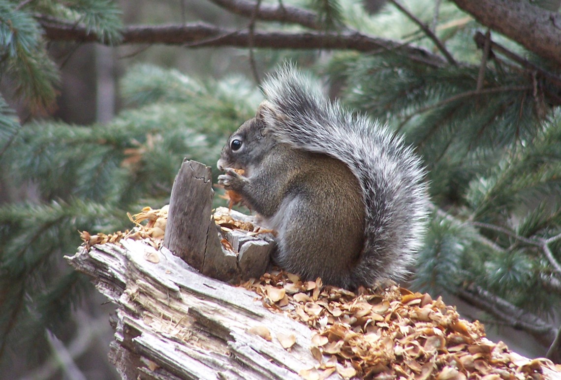 Squirreling it away: Unraveling food hoarding behavior to conserve ...