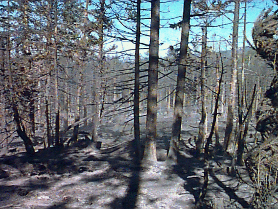 Burned trees after Clark Peak fire