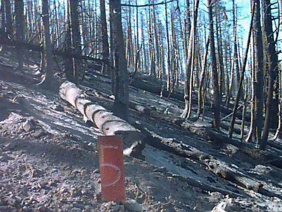 Burned logs after Clark Peak fire