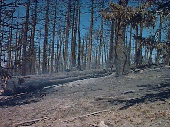 Smoking log after Clark Peak fire