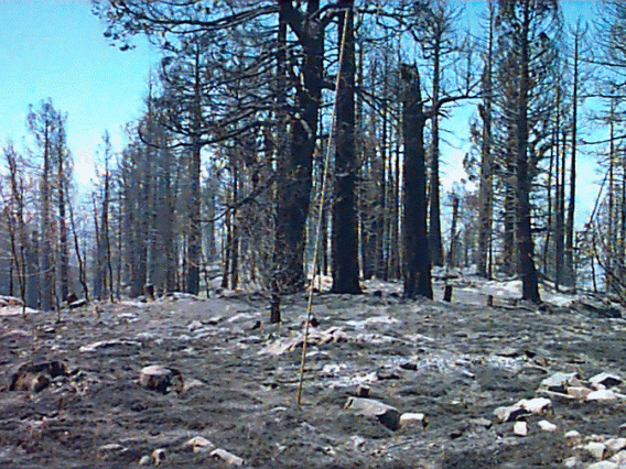 Burned ground where trees used to be after Clark Peak fire