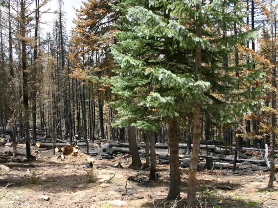 Forest aftermath of the fire