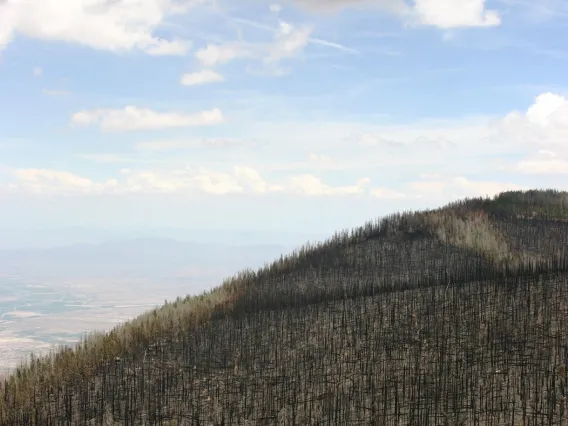 View from above forest after fire