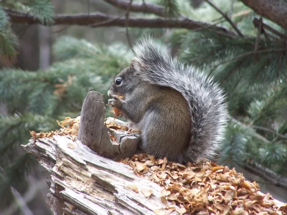 Mt Graham Red Squirrel