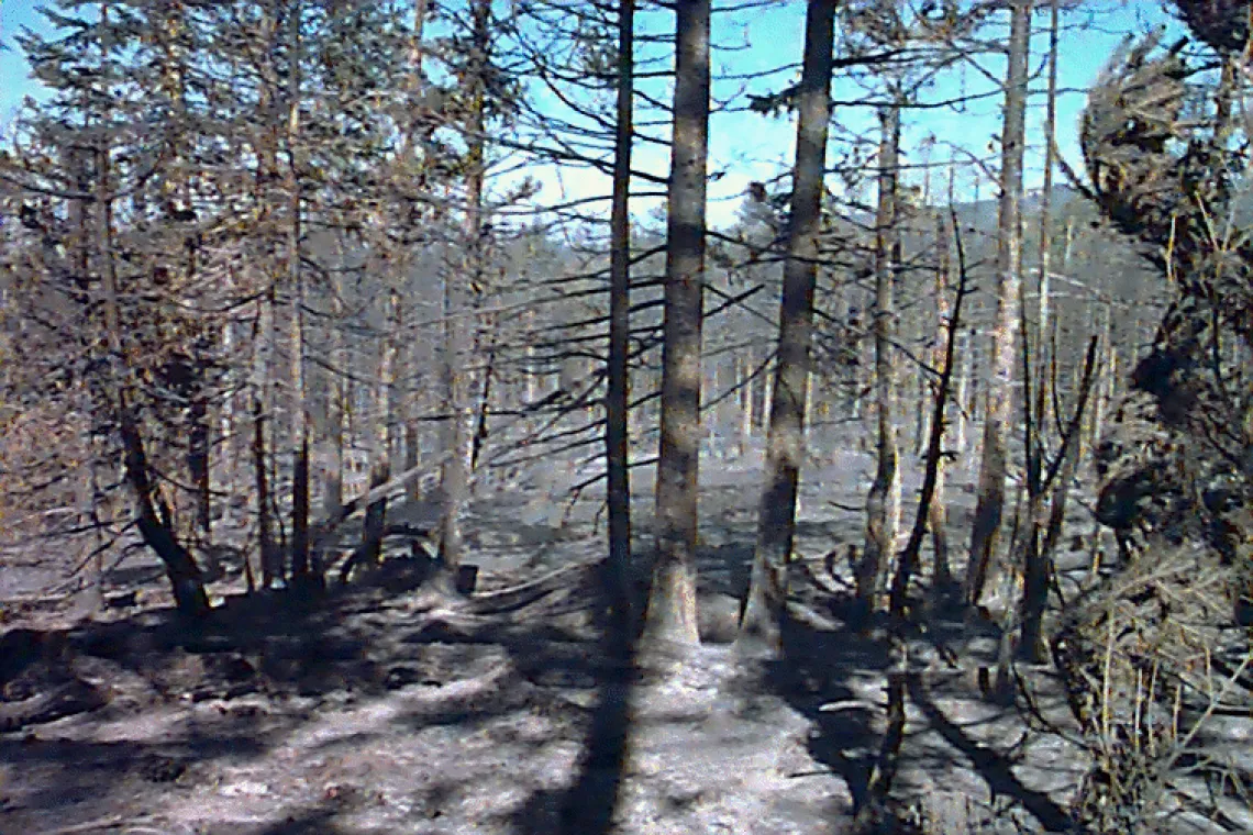 Burned trees after Clark Peak fire