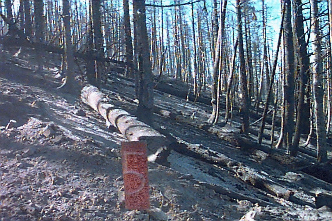 Burned logs after Clark Peak fire