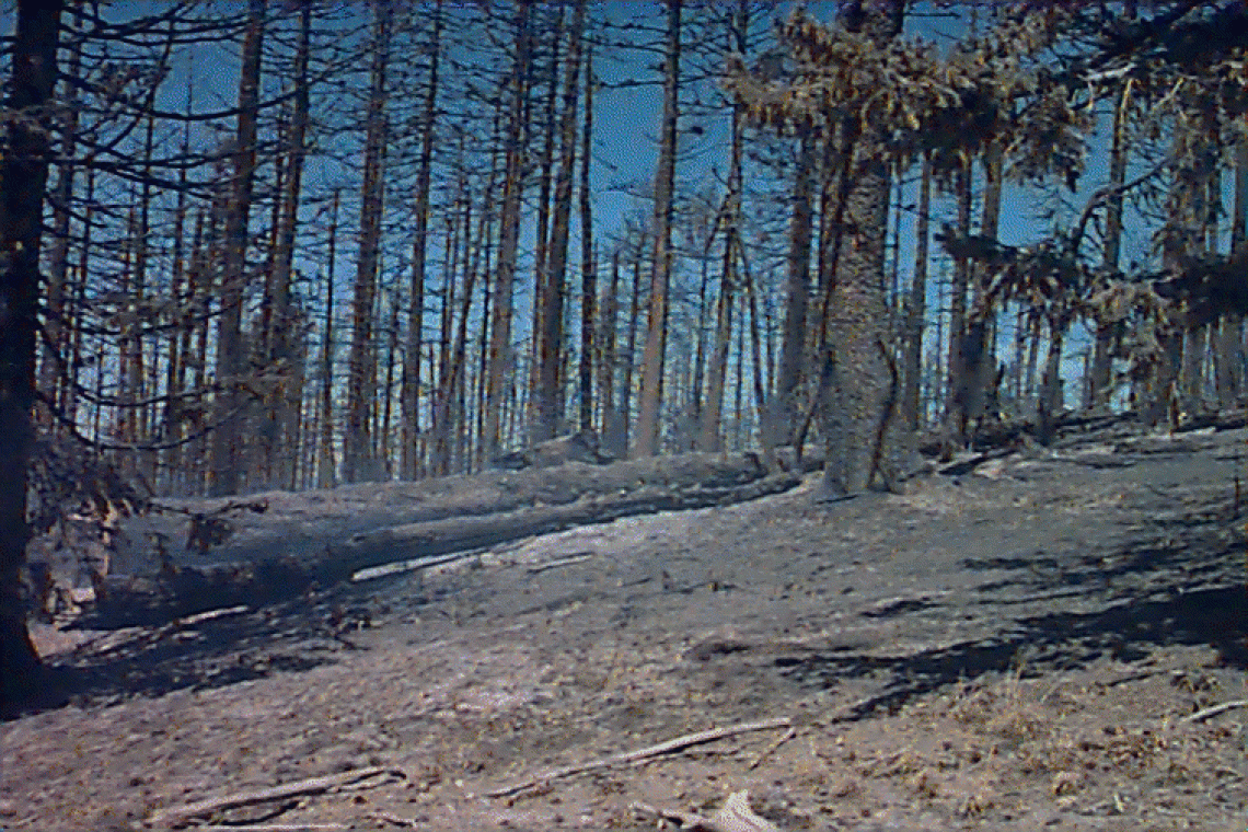 Smoking log after Clark Peak fire