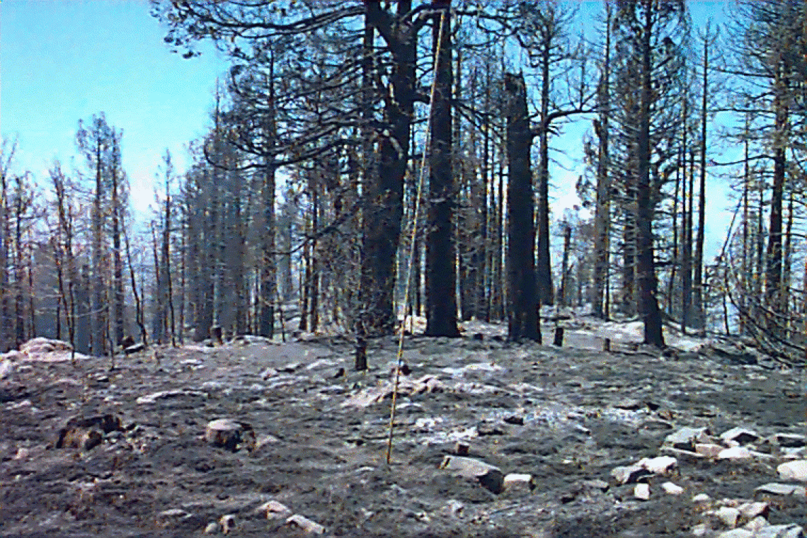 Burned ground where trees used to be after Clark Peak fire