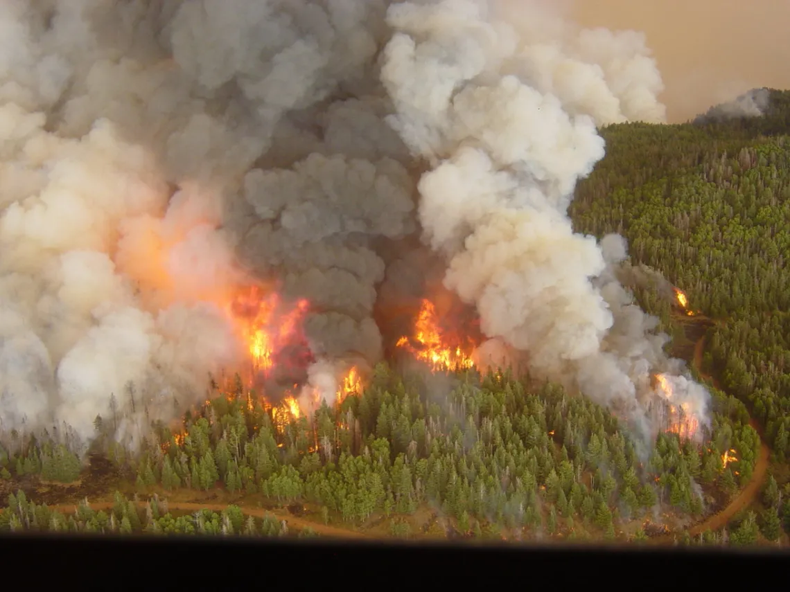 Trees engulfed in smoke and flames