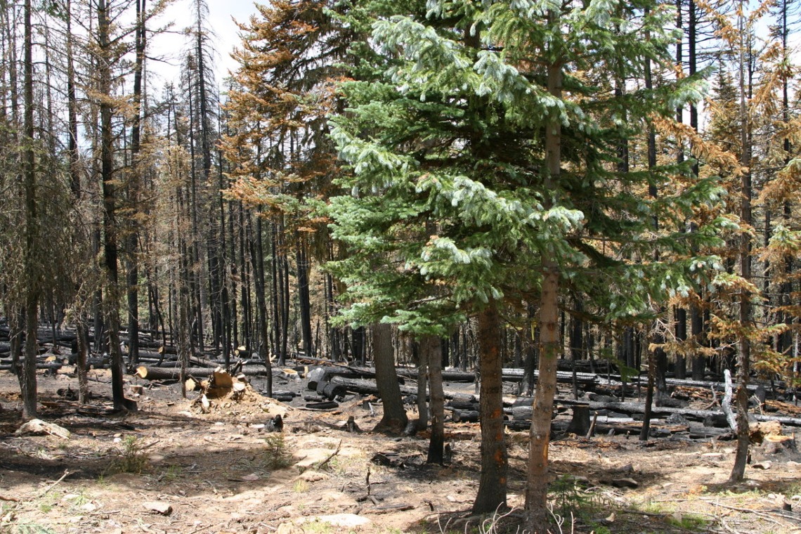 Forest aftermath of the fire