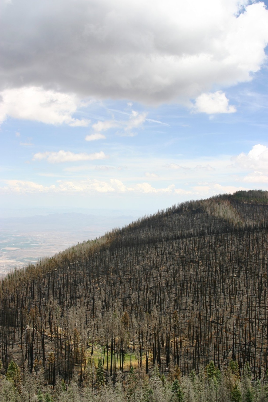 View from above forest after fire