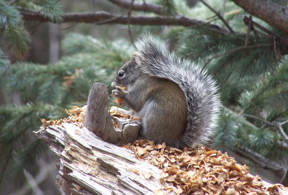 Mt Graham Red Squirrel