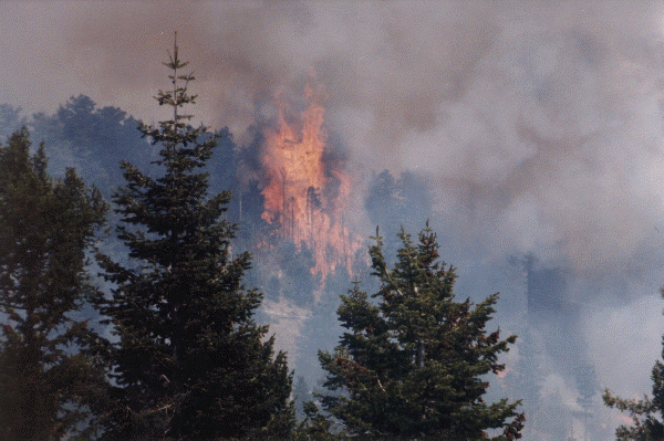 Fire burning during 1996 Clark Peak fire