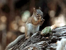 Mount Graham red squirrel