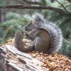 Mt Graham Red Squirrel